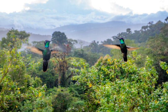 Rivoli's hummingbird hover in Costa Rican cloud forest