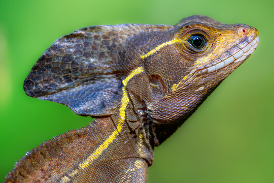 Brown basilisk portrait in Costa Rica rainforest habitat