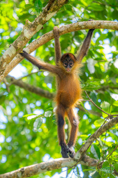 Young spider monkey hang from tree branch in rainforest
