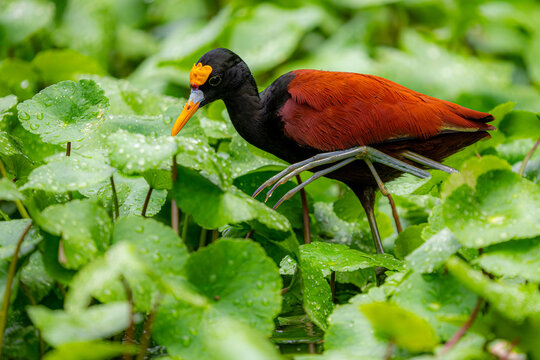 Northern jacana among wetland leaves in Costa rica