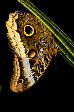Owl butterfly resting beneath a green tropical leaf