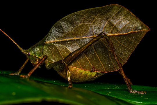 Katydid camouflage on tropical foliage at night