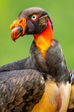 King vulture portrait with colorful head and beak