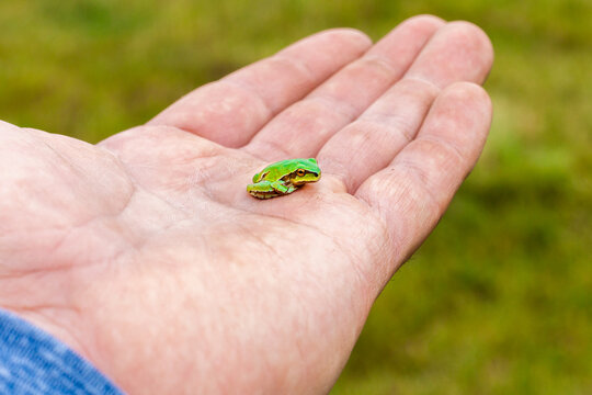 Mountain tree frog resting on an open human hand