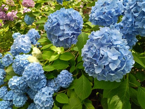 紫陽花