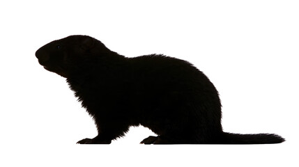 Obraz premium Profile view of a dark brown groundhog with textured fur isolated on transparent background PNG cutout