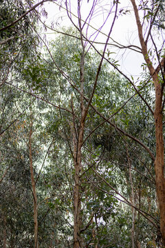 Lush eucalyptus woodland filled with tall trees, slender branches, textured trunks, and layered green foliage in a tranquil natural environment.