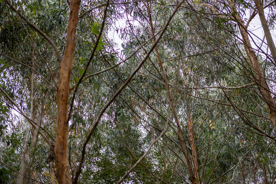 Dense woodland canopy with interwoven branches, layered green foliage, and natural textures creating a peaceful and immersive forest landscape.
