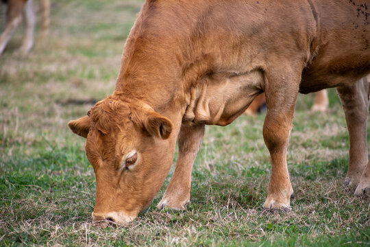 Brown cow grazing in a green pasture, captured in natural light with a relaxed posture and an authentic countryside atmosphere.