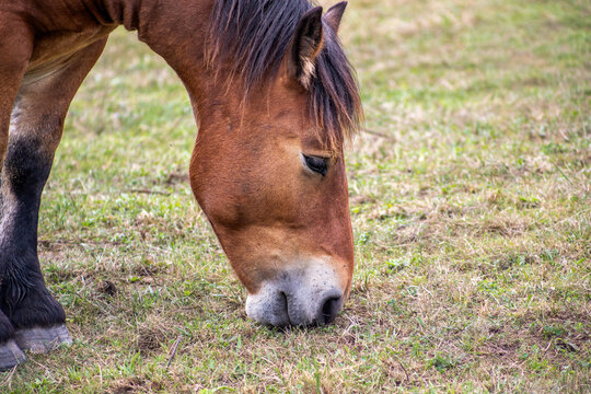 Detailed close-up portrait of a brown horse grazing peacefully in a green pasture, showing its expressive eye, textured coat, flowing mane, and natural rural setting.