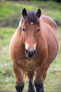 Beautiful brown horse portrait in a green pasture, highlighting its calm expression, soft muzzle, flowing mane, and richly textured chestnut coat.