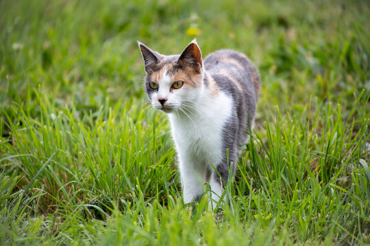 Tricolor domestic cat standing in green grass, with white, gray, and orange fur, alert ears, and a curious expression in soft natural light.