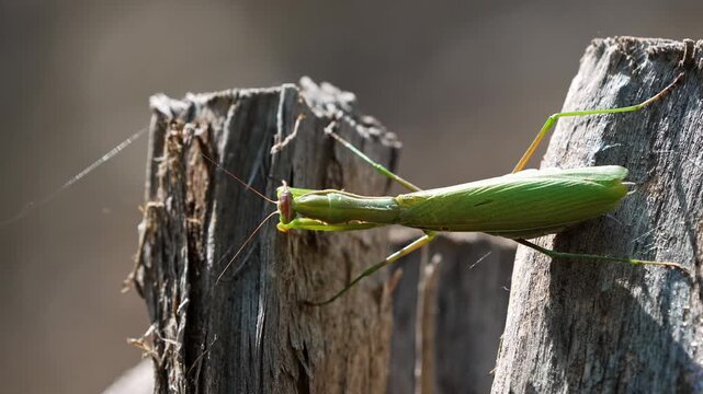Close-up of a praying mantis walking across a log in the Utah wilderness.