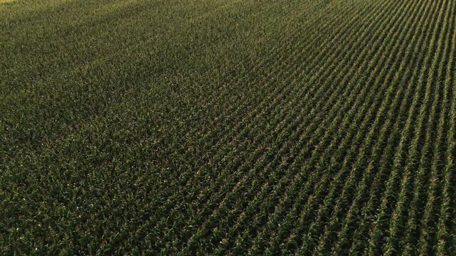 Drone flying sideways above a vast green corn field with geometric crop rows in an agricultural landscape