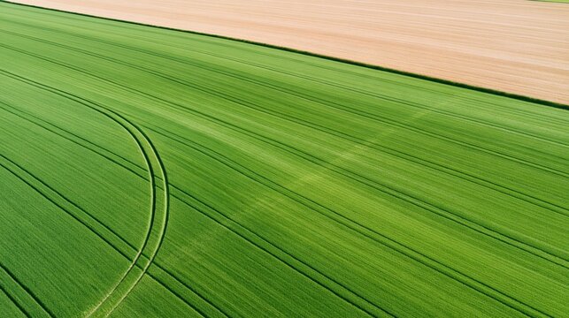 Aerial view of vibrant green crop field with curved tractor tracks and adjacent tilled earth, parallel rows under bright daylight