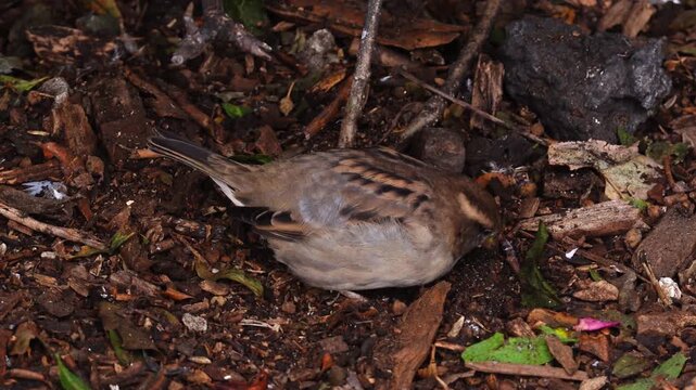 House Sparrow Foraging For Food on the Ground, 4K. A small house sparrow (latin name Passer domesticus) actively and energetically hops around looking for food among dry leaves and twigs. 