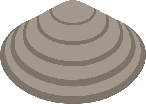 seashell