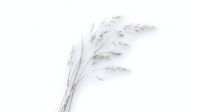 Delicate meadow grass covered with frost crystals, creating a soft winter botanical scene with intricate frozen textures.