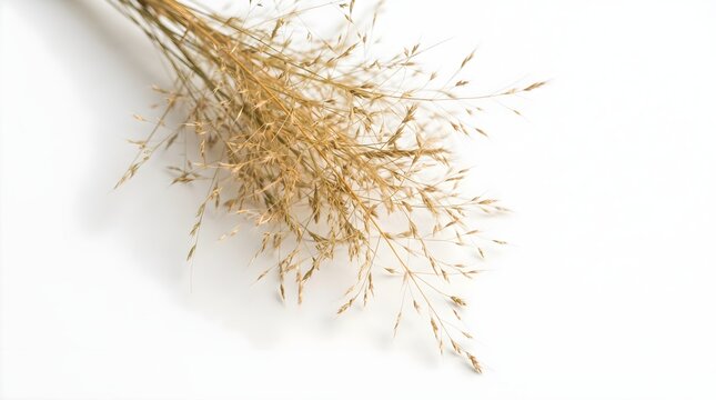 Close-up view of golden meadow grass with delicate seed heads, emphasizing warm natural tones and fine botanical structure.