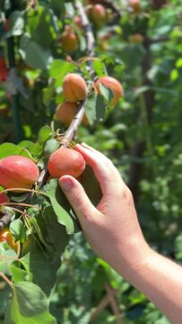 a person reaches out with one hand to touch a ripe apricot hanging from a tree branch, surrounded by green leaves and other orange fruits