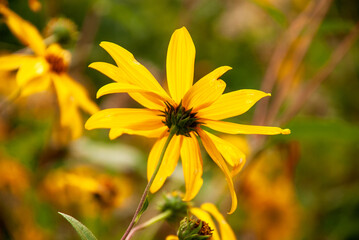 Bright Yellow Wildflower Blooming Against a Soft Natural Background © 코끼리 잠자는