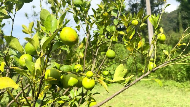 Close-up of green ripe lemons on lemon tree branches, sunny day