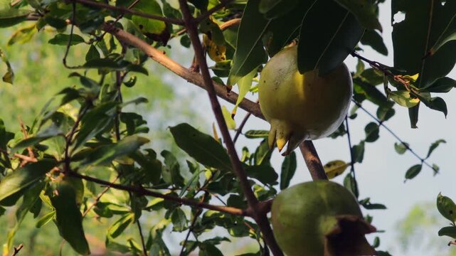 Close Up of Unripe Green Pomegranate Fruits Growing on Tree Branch in Backyard Orchard Garden. Fresh Raw Punica Granatum Growing Outdoor. Organic Agriculture Farming Stock Footage