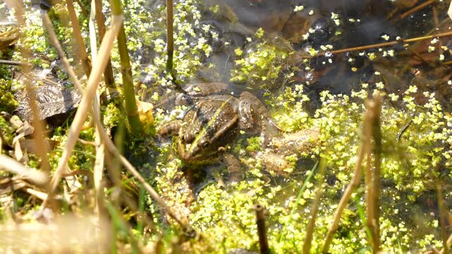 Perez's green frog (Pelophylax perezi) use webbed feet to swim in marsh, closeup