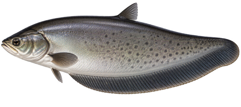 Bronze featherback freshwater fish with dark grey body and spotted pattern side view