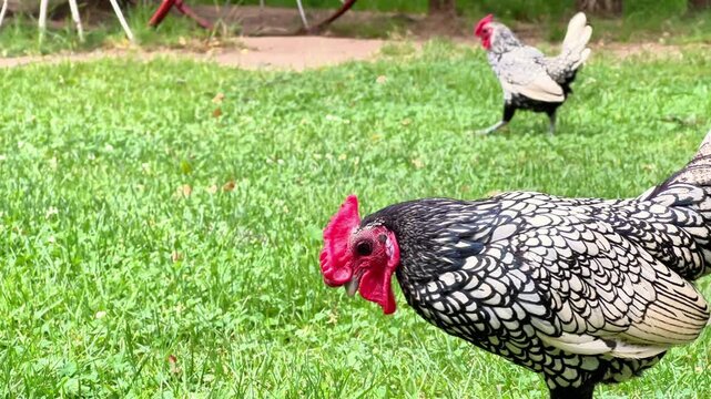 Close-up view of a Silver Laced Sebright bantam rooster walking on a lawn in a garden. Ideal for poultry breeding, organic farming guides, and livestock media.