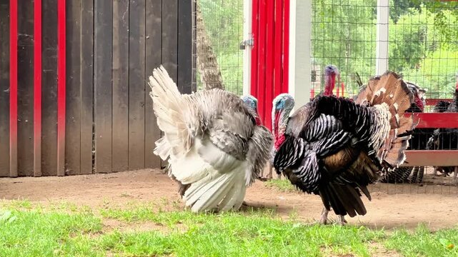 Medium shot of male domestic turkeys displaying fanned tail feathers inside a farm enclosure. Ideal for poultry farming promotions, thanksgiving media, and agritourism guides.