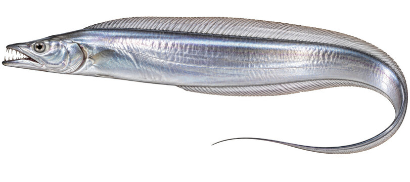 Largehead hairtail ribbonfish marine fish with sharp teeth and shiny silver body side view