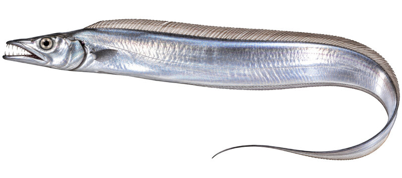 Largehead hairtail ribbonfish marine fish with shiny silver ribbon body side view