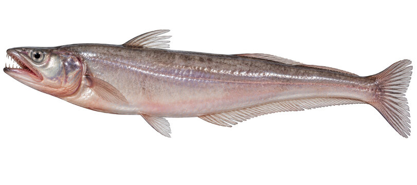 Bombay duck marine fish with slender elongated translucent body and open mouth side view