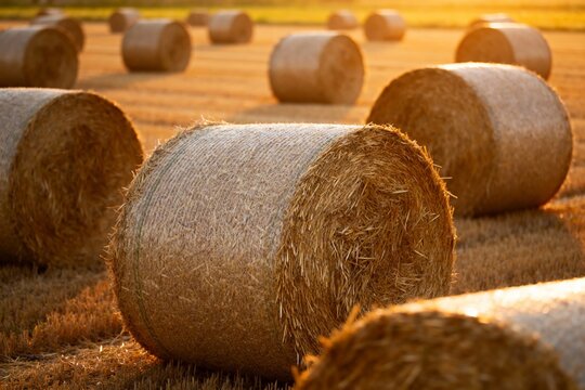 Rows of hay bales in a golden field at sunset
