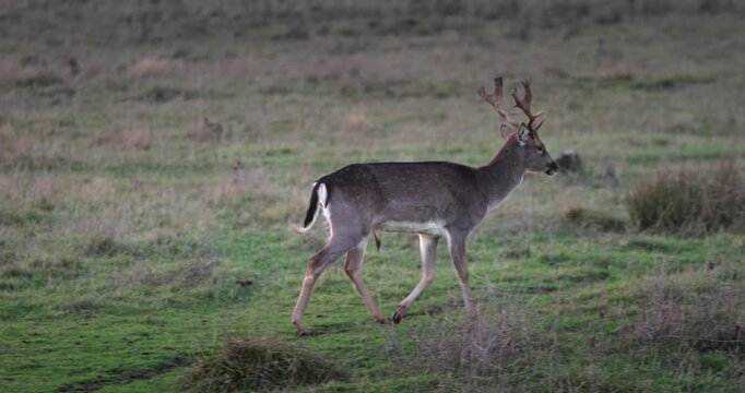 Wild buck with developing antlers walking across a green grassy field, side view capturing serene wilderness, natural habitat and peaceful movement through meadow
