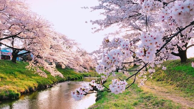 Close up pink white Sakura flowers cherry blossom in full bloom in soft spring light, blossoming season in Japan, Beautiful nature autumn background with branch, rose tree Woods Forest landscape
