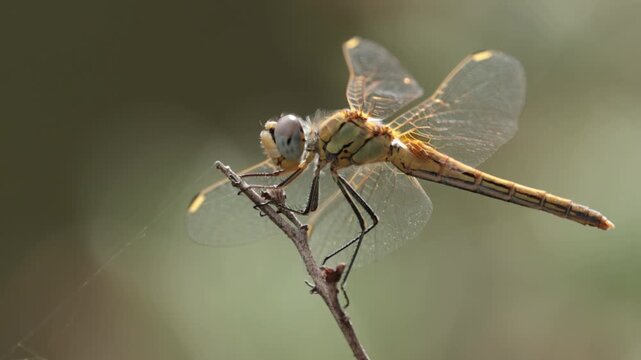 Lib&eacute;lula hembra Sympetrum posada en una ramita con las alas movi&eacute;ndose por el viento en primer plano macro, Bocairent, Espa&ntilde;a