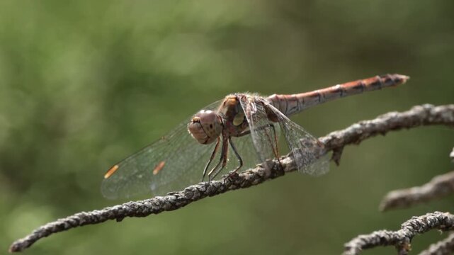 Lib&eacute;lula de cuerpo rojo Sympetrum posada en una rama texturizada seca en primer plano macro, Bocairent, Espa&ntilde;a