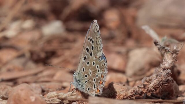 Mariposa &Iacute;caro Polyommatus icarus posada en el suelo con detalle macro del reverso de las alas, Bocairent, Espa&ntilde;a