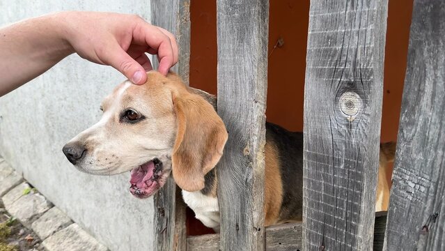 A person reaches out to pet a tricolor beagle dog that is standing behind a weathered grey wooden fence, the dog has its mouth open and looks forward