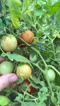 Several ripe and unripe tomatoes hang amidst lush green foliage on a vine showing various shades of green and orange, a hand is visible supporting the cluster of developing fruit