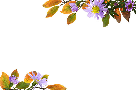 Autumn twigs with colorful leaves and purple flowers in corner arrangements isolated on white or transparent background