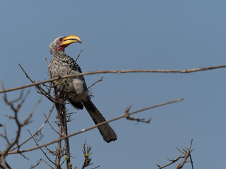 Yellow-billed hornbill in tree © Dave The Mariner