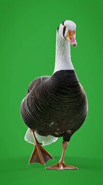 Full-body front-view shot of a majestic goose with a long white neck and black patterned body feathers walking proudly directly towards the camera against a solid vibrant green screen backgro