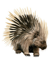 Obraz premium Hand drawn porcupine with long cream and brown quills isolated on transparent background PNG element