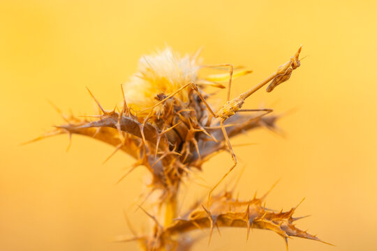 European mantis on thistle in Andalusia at golden hour