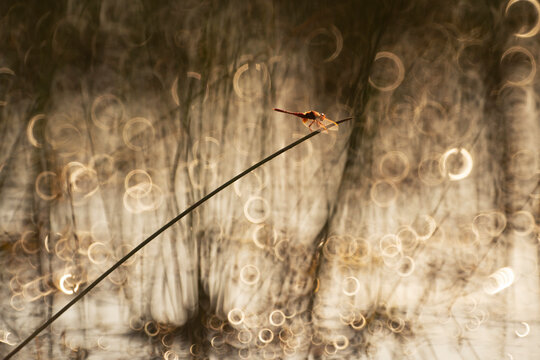 Sympetrum dragonfly on grass stem with circular bokeh