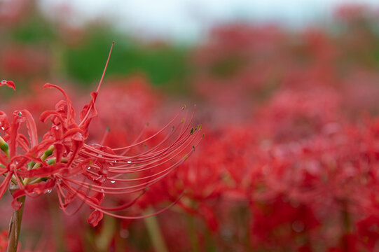 Close Up of Crimson Red Spider Lily Blooming in Autumn Field with Water Drops