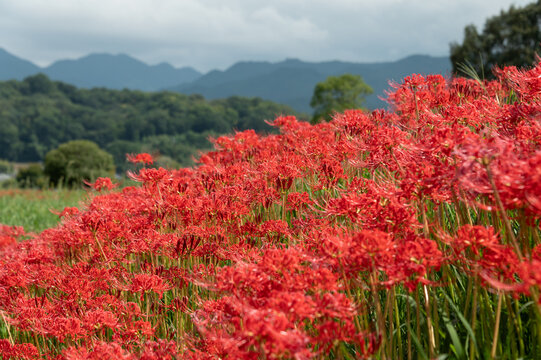 Vivid Red Spider Lilies Blooming in Full Field Against Mountains in Rural Autumn Japan